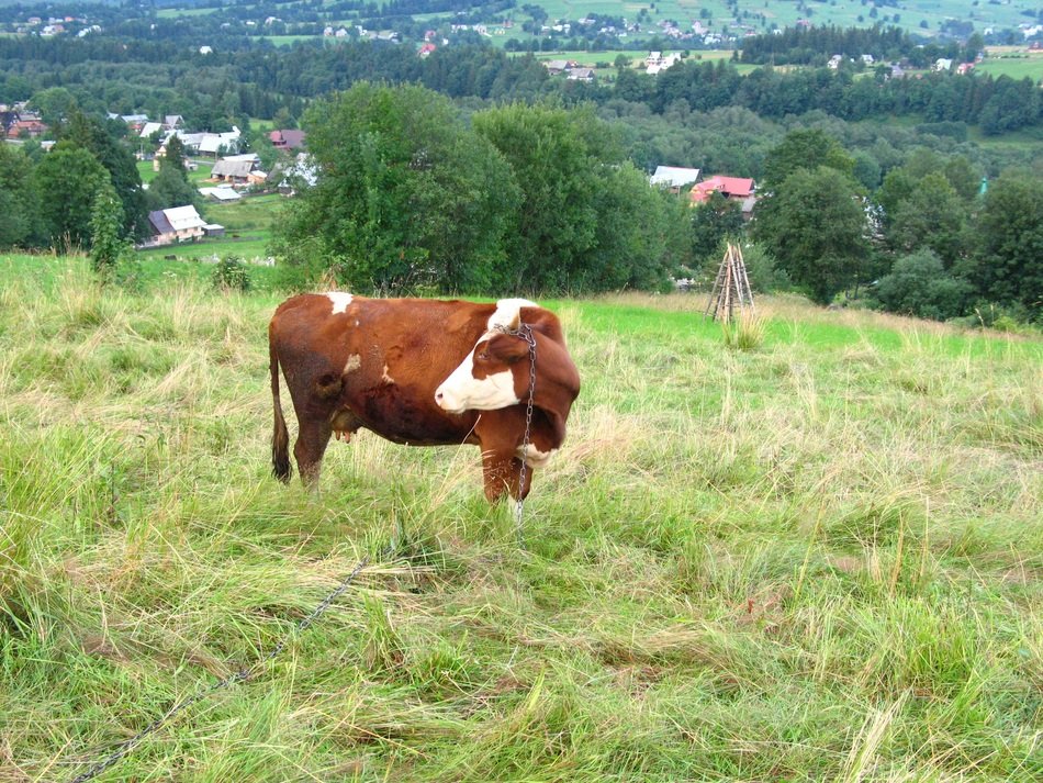 polyana cow animal