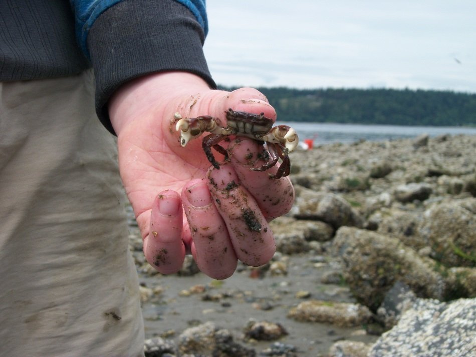 Picture of small crab in a hand