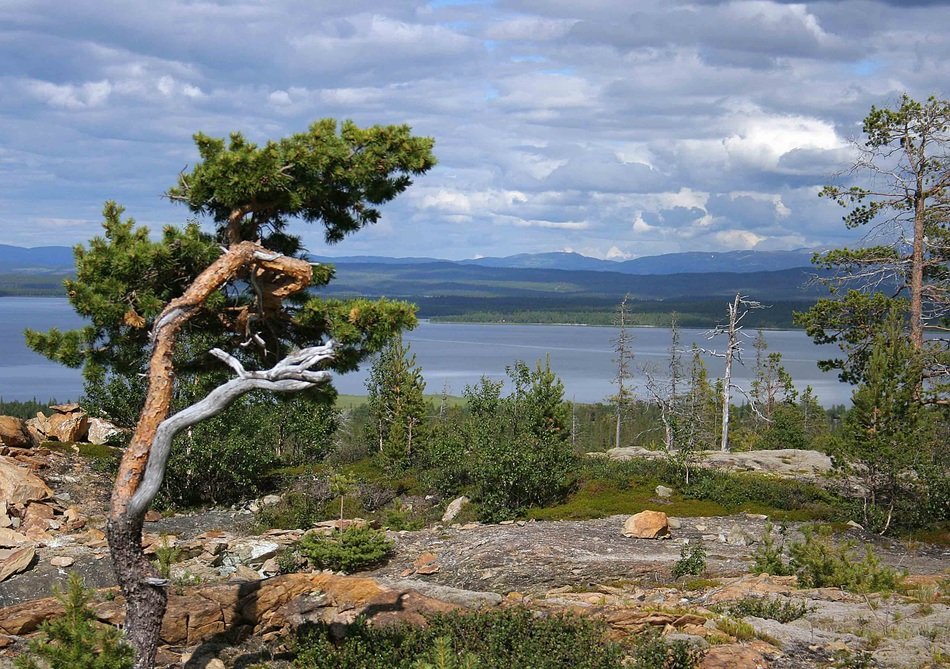 pine at Ã¥nnsjÃ¶n lake, sweden