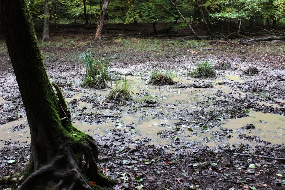 trees in a mud pit