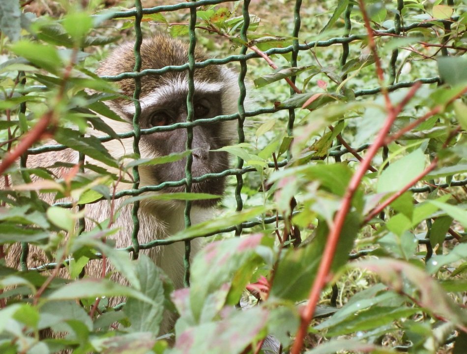 monkey in cage behind grates