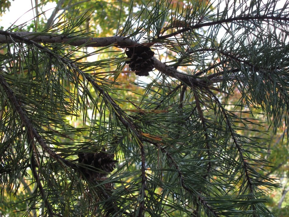 Pice cones on the green tree