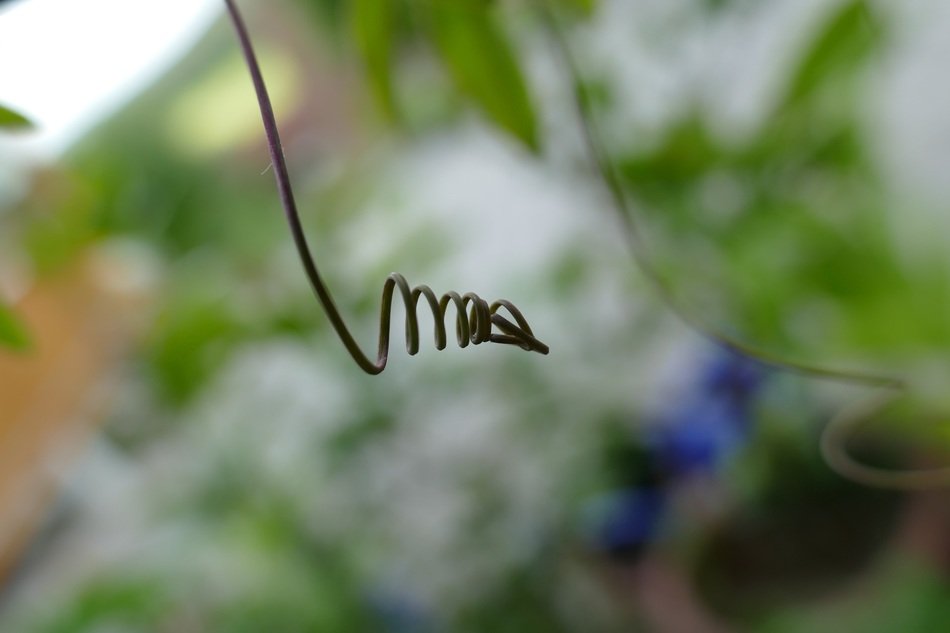 passion flower of maracujÃ¡