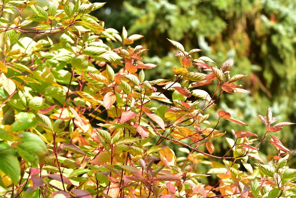 golden leaves of the mid autumn