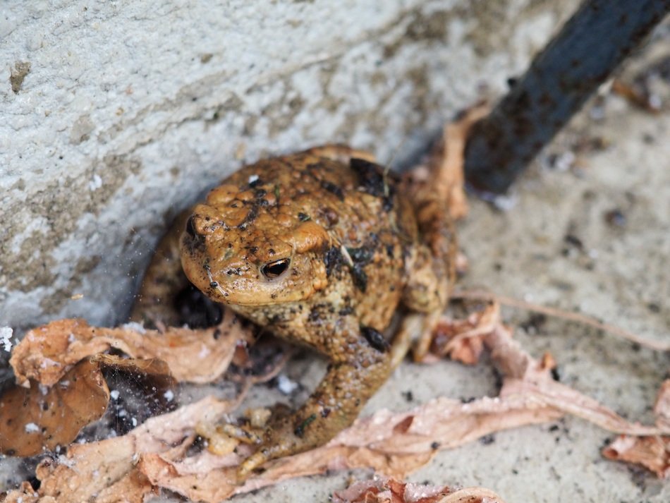 brown frog on the leaves