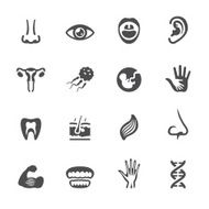 Soulico icons - Anatomy