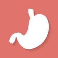 Icon of human stomach Flat style