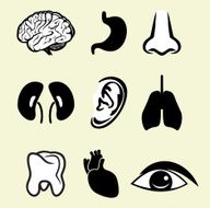organs icon set