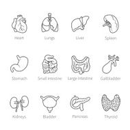 Vector icon set of human internal organs