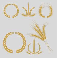 cereal grains and ears