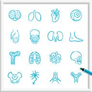 Sketch Icons - Anatomy N2