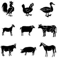 barnyard animals