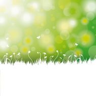 Easter Card Background White Grass N2