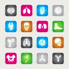 Multicolor Icons - Anatomy