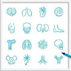 Sketch Icons - Anatomy N2