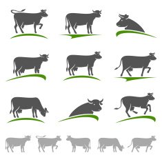 Cow set Vector
