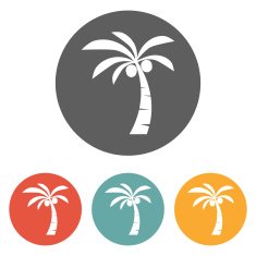 coconut tree icon