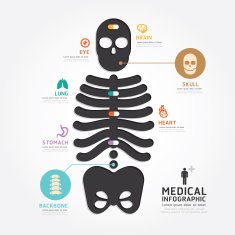 infographics vector medical skull bone design diagram line style N2