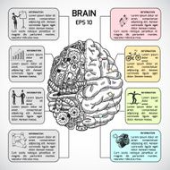 Brain hemispheres sketch infographic N2