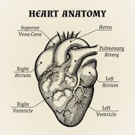 Black and White Heart Anatomy Graphic