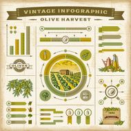 Vintage olive harvest infographic set