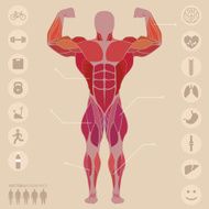 Human anatomy anterior muscles sports medical vector