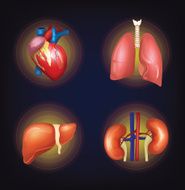 Vector internal organ set