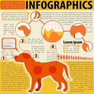 Infographics of a dog