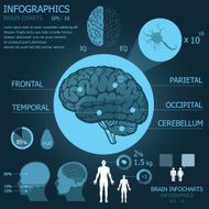 Illustrated infographic chart about the brain N2