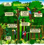 Vector Jungle Rainforest infographics with tropical jungle forest animals girl