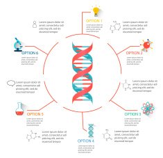 DNA structure infographic