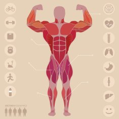Human anatomy anterior muscles sports medical vector