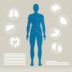 Vector Human Organs