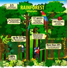 Vector Jungle Rainforest infographics with tropical jungle forest animals girl