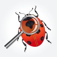Ladybug and Magnifying Glass N2