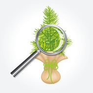 Tree Seedling And Magnifying Glass Icon N2