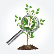 Tree Seedling and magnifying glass N2