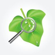 Leaf and Magnifying Glass N2