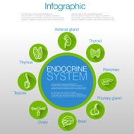 Endocrine System Infographic Design N2