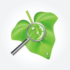 Leaf and Magnifying Glass N2