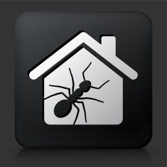 Black Square Button with Ant Pests at Home Icon