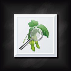 Soybean Plant and Magnifying Glass On A Square Blackboard Icon N2