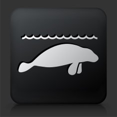Black Square Button with Sea Lions