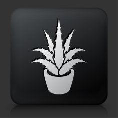 Black Square Button with Aloe Plant