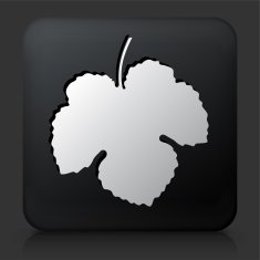 Black Square Button with Leaf Icon N7