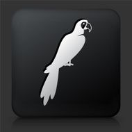 Black Square Button with Macaw Bird