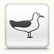 White Square Button with Seagul Icon