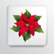 Square Icon With a Big Red and Green Poinsettia N2