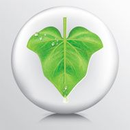 Icon With Fresh Green Ivy Leaf And Water Drop