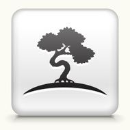 Square Button with Bonsai Tree